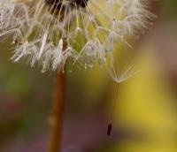 Dandelion 